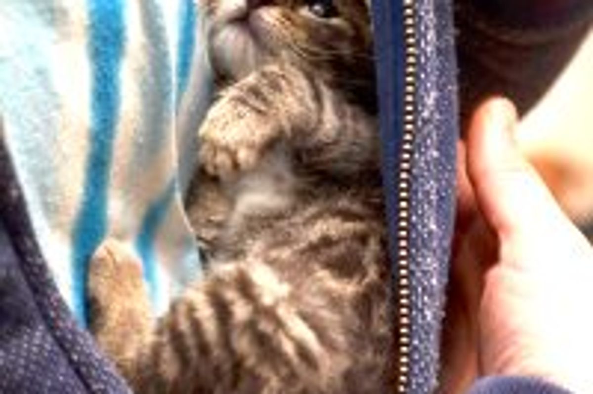 Foster Tabby and Her Biggest Fan