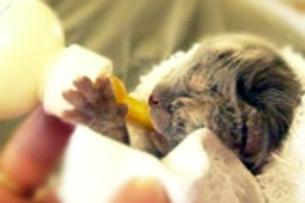 Tiny Kittens Got Second Chance Over Easter Weekend
