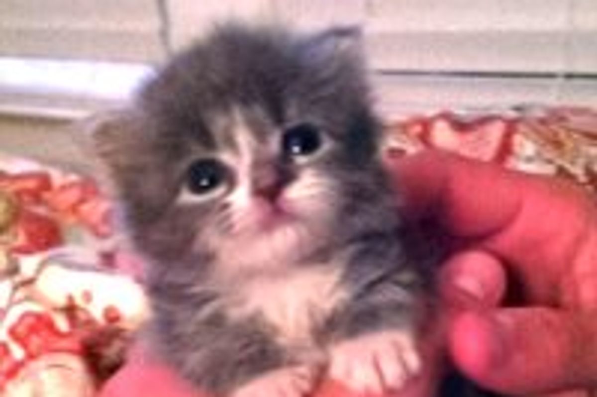 Teeny Bitty Kitty's New Home and Canine Furiend