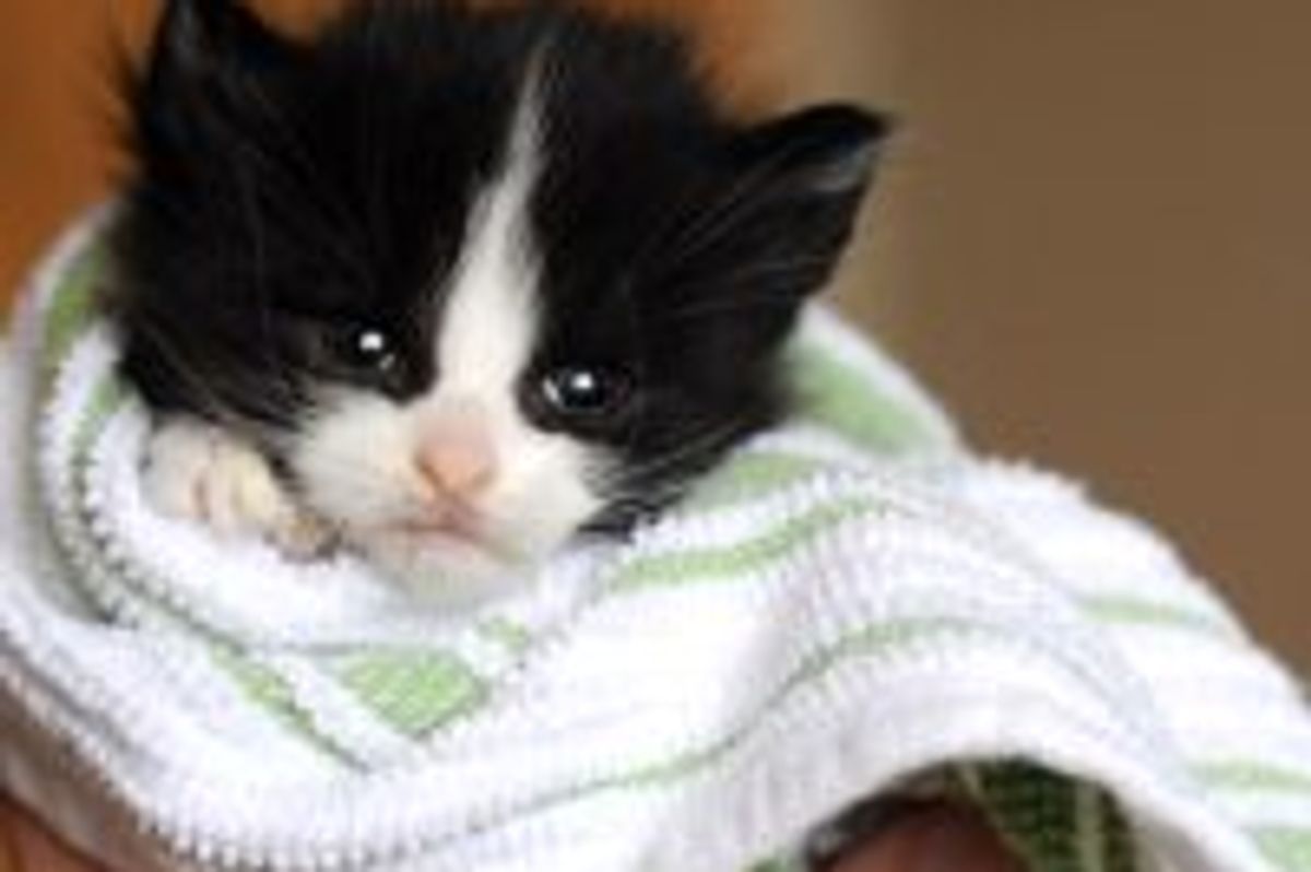 Kitty with the Purrfect Mask