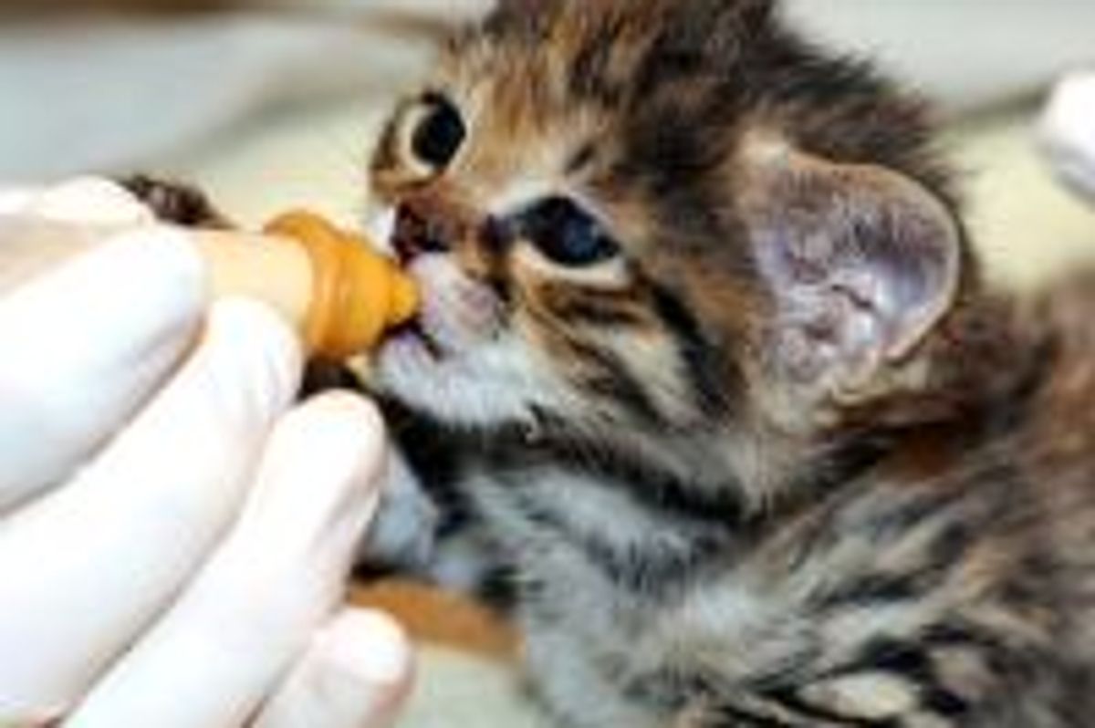 Zoo Handrears Black-footed Kitten Back to Health