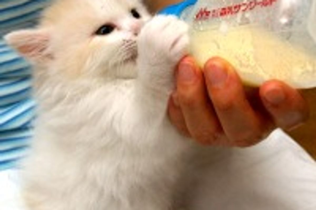 Kitty Demands His Bottle Immediately!