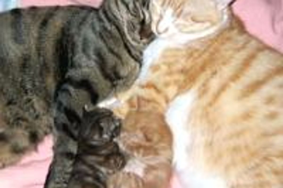 Kittens the Spitting Image of Cat Parents