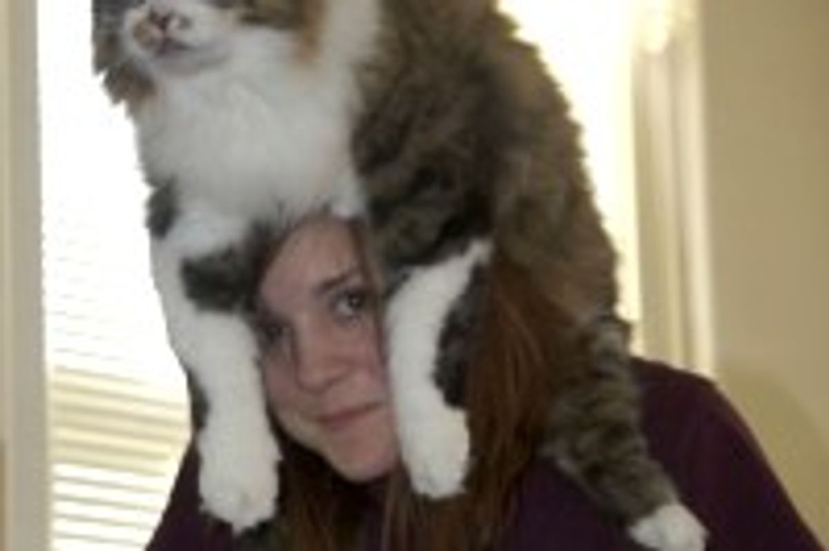 Norwegian Forest Cat Hat