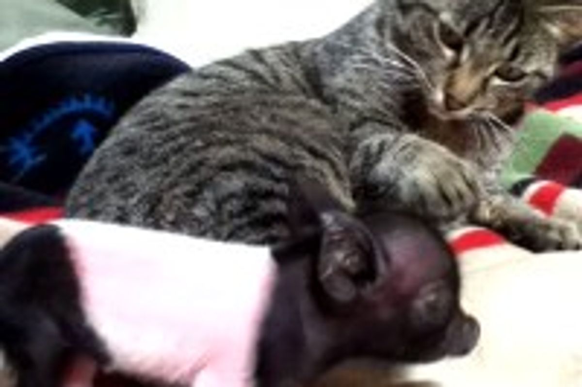 Kitty Finds Piggy, Friends for Life