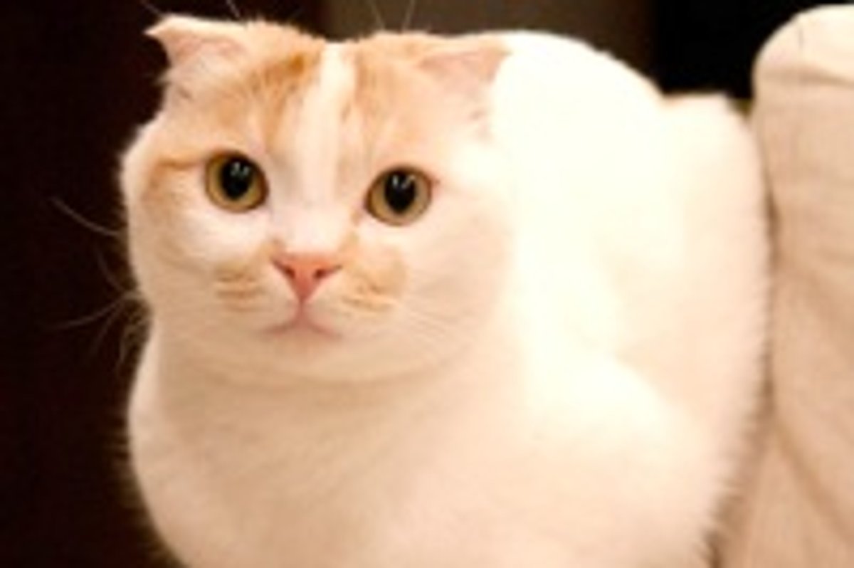 Look Mom, No Paws!