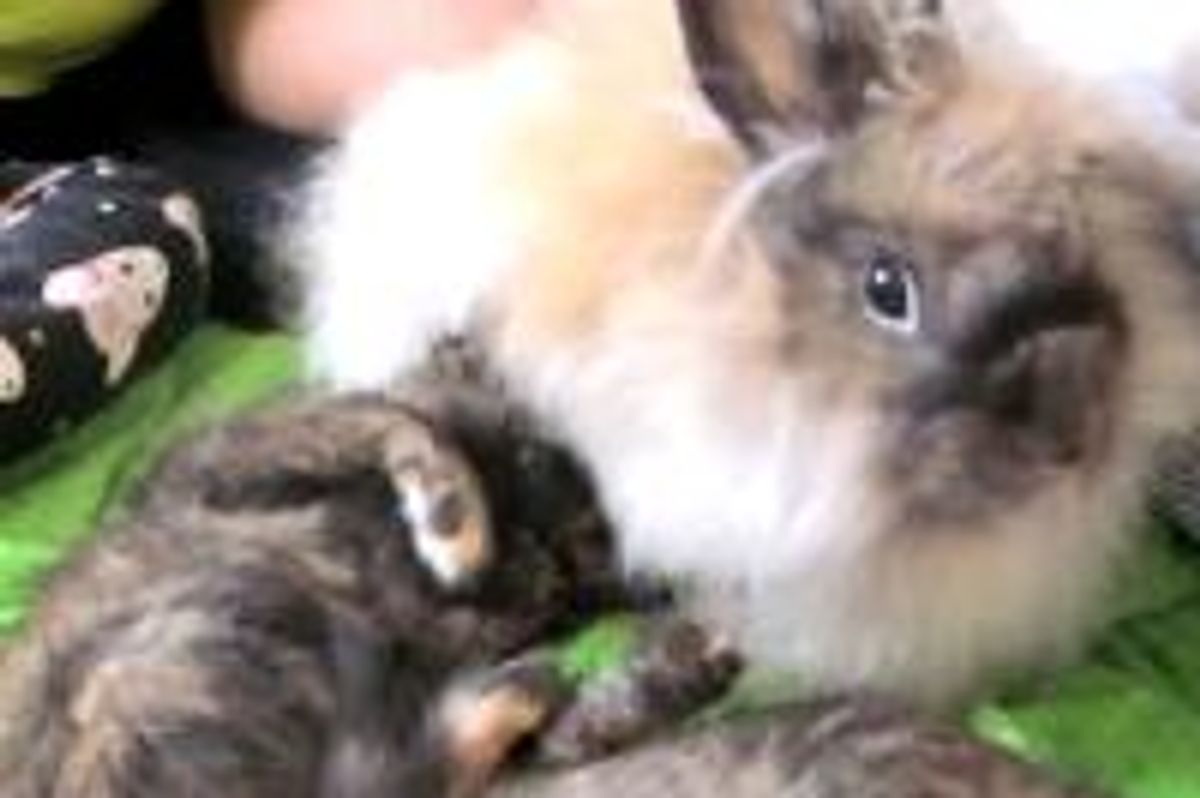 Kitties and Their Bunny Cat-sitter