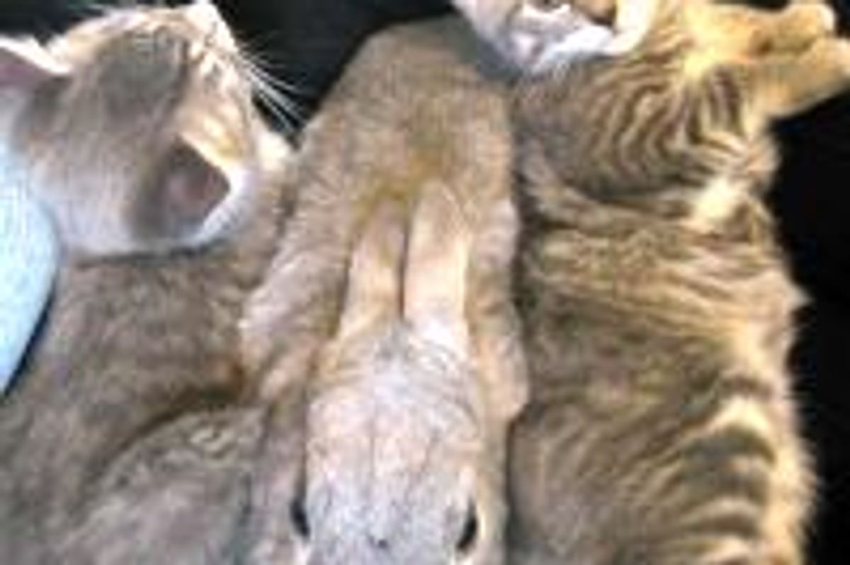 Kittens Giving Bunny Snuggle Sammich
