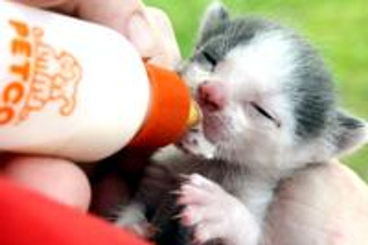 Toto the Tornado Kitty Has Come a Long Way