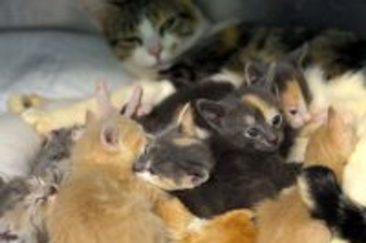 Rescue Cat Mama and Her Puddle of Kittens
