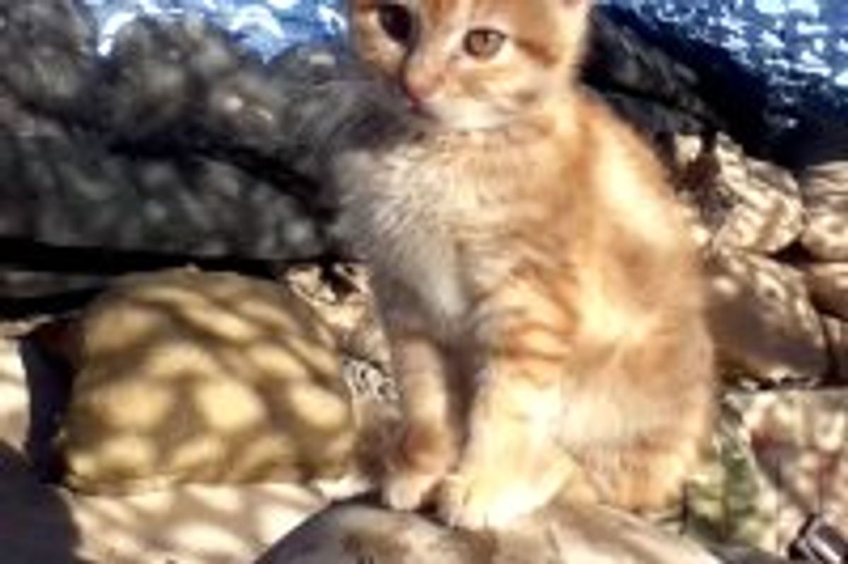 Little Afghan Kitten Becomes Friends with US Marines