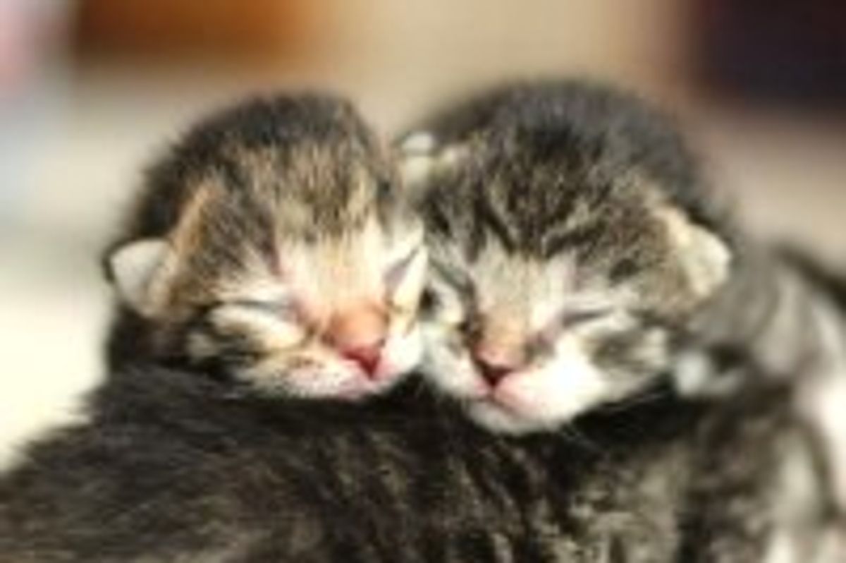 First Lesson in Kittenhood: Pile Up