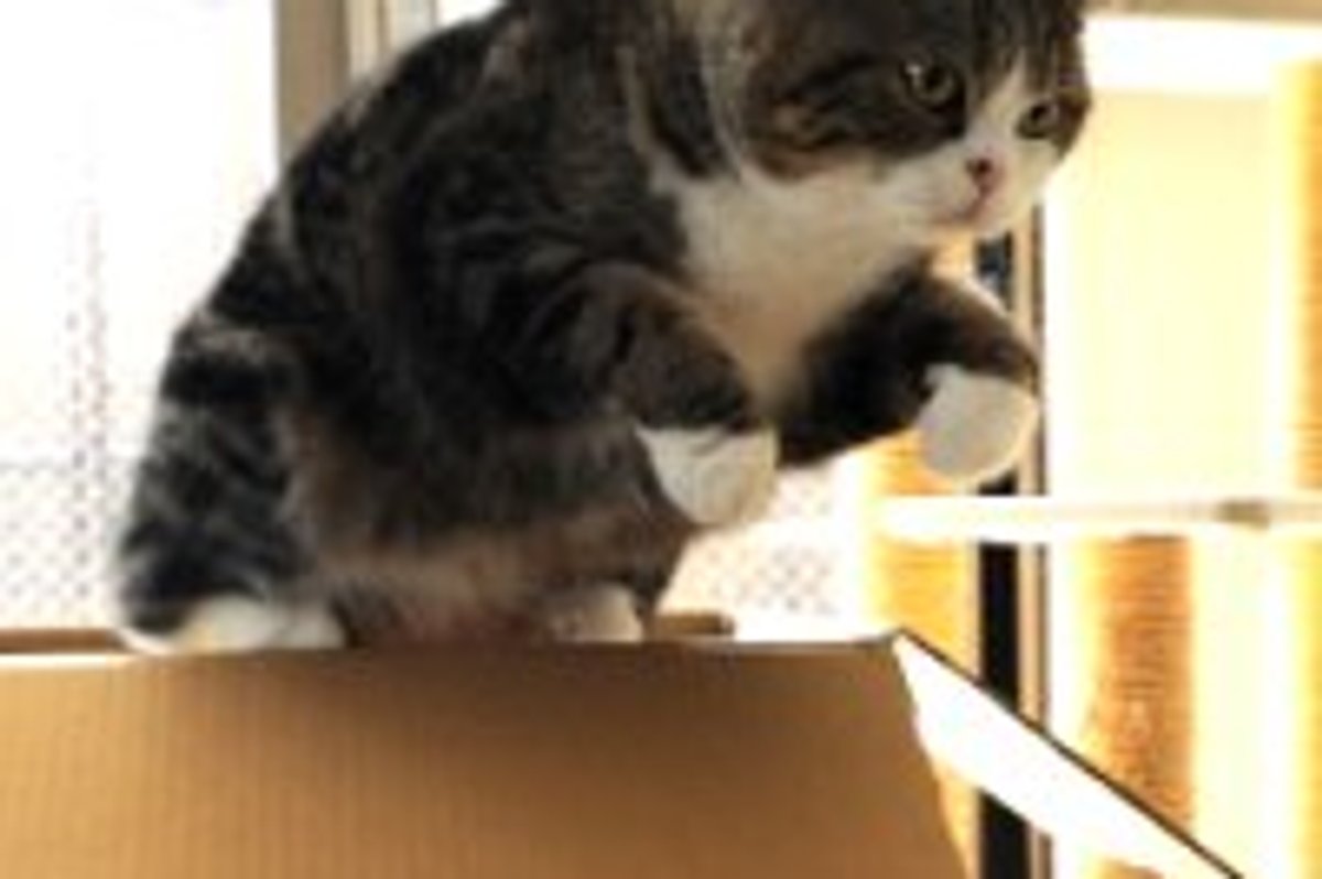 Maru and Too Many Boxes