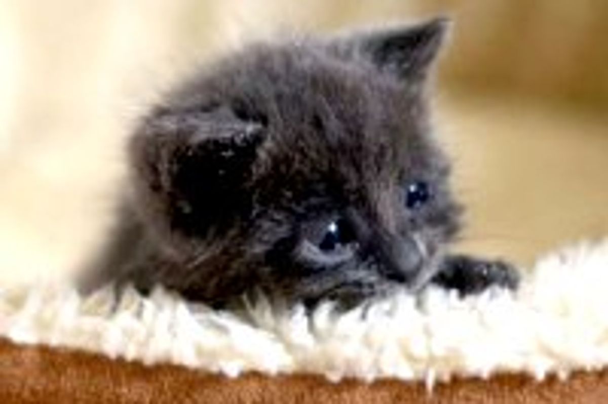 Hopper the Grey Foster Finds Hope