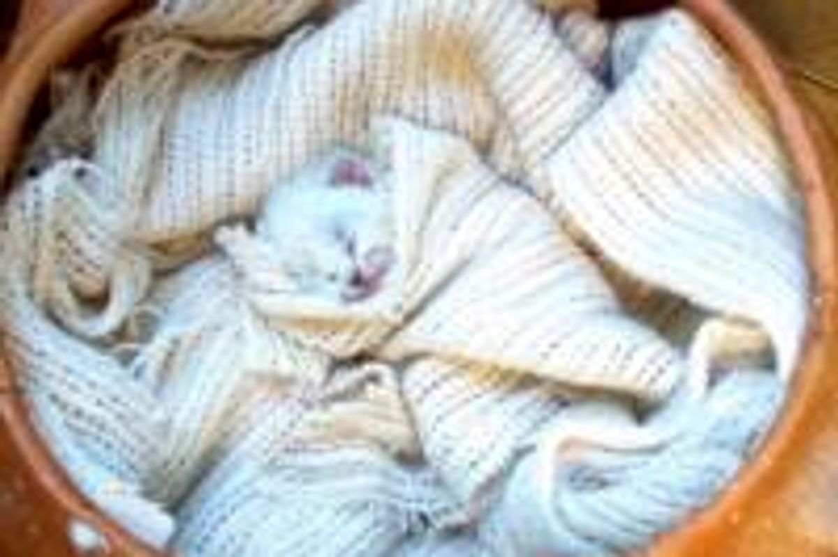 Kitten's Favorite Nap S'pot