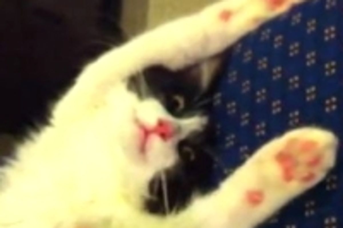 One Very Relaxed Kitty