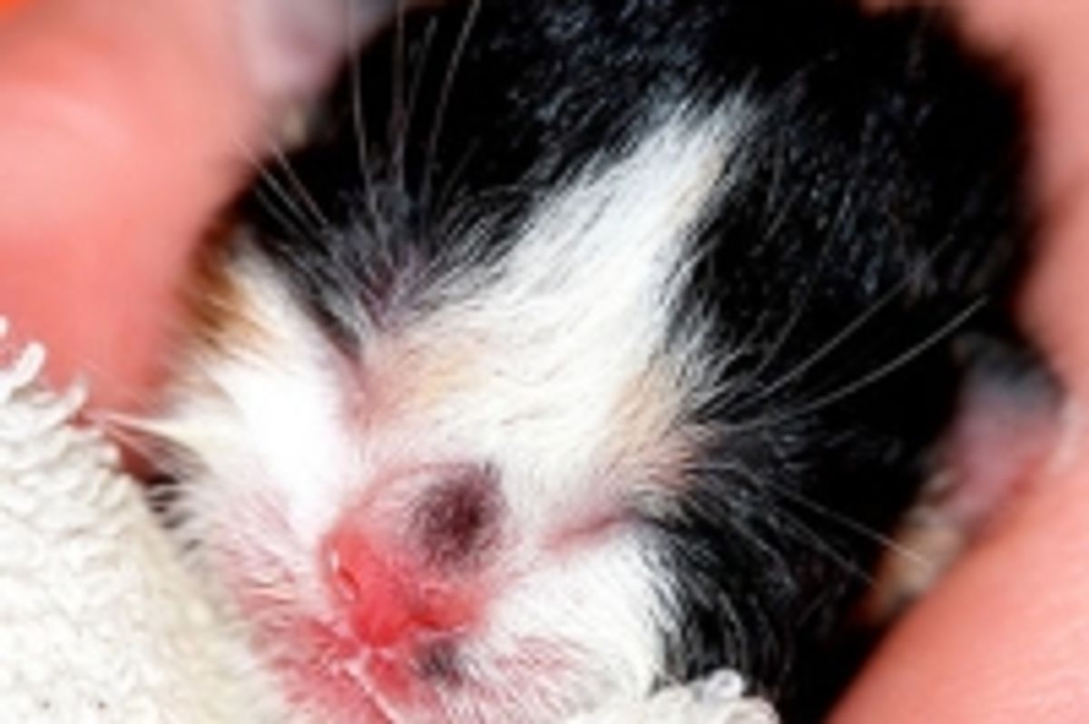 Homeless Calico from Rags to Riches