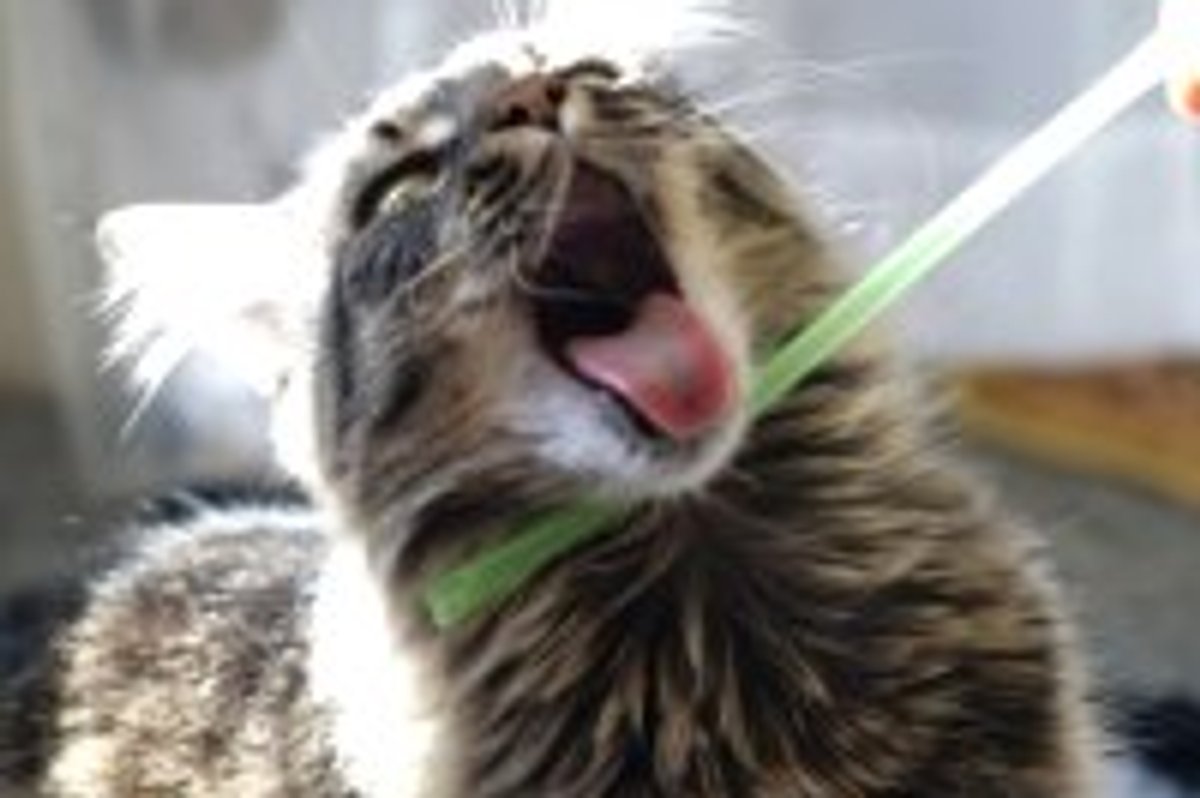 Kitty LOVES Straw!