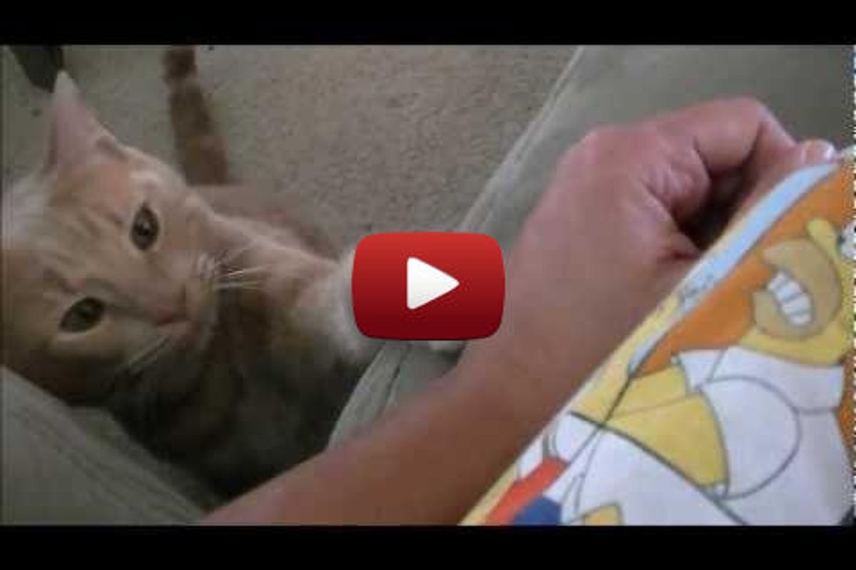 Kitty Trains Human to Pet