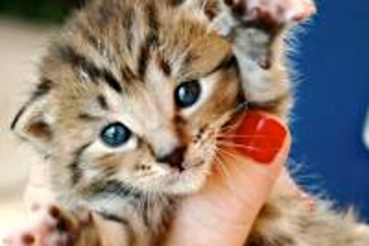 Tabby Foster Makes Meal Time Cute