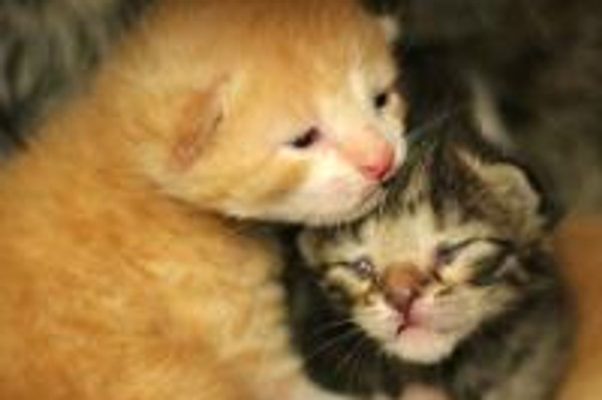 Kisses, Cuddles and Pure Love of a Furry Family