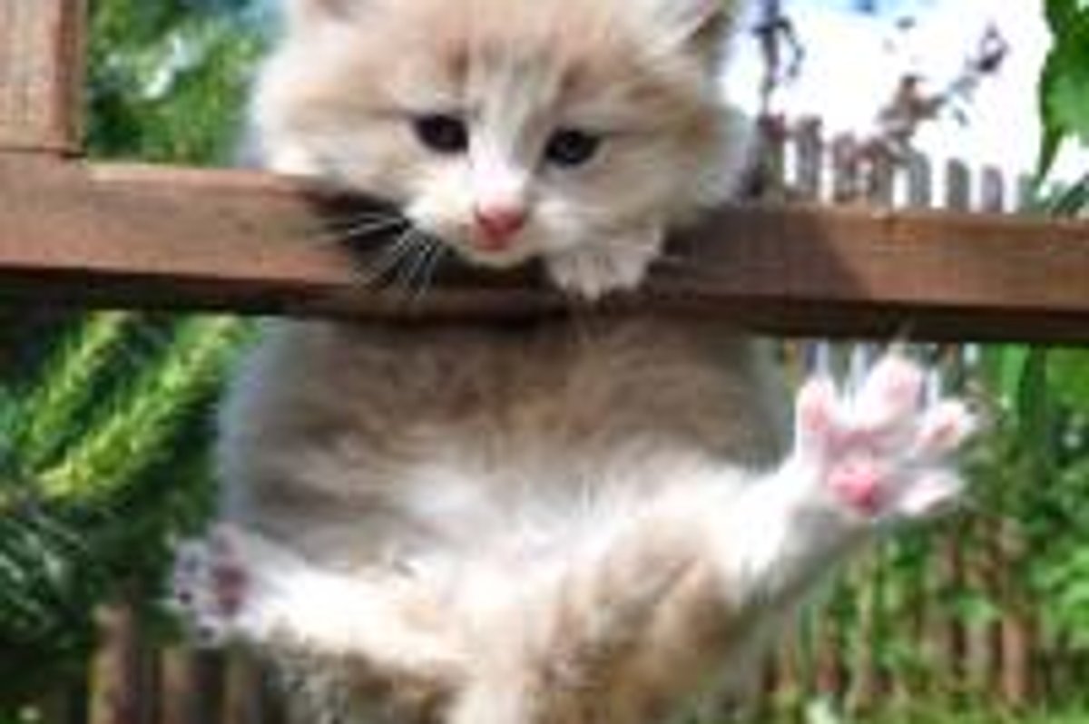 Kitty Making His First Climb