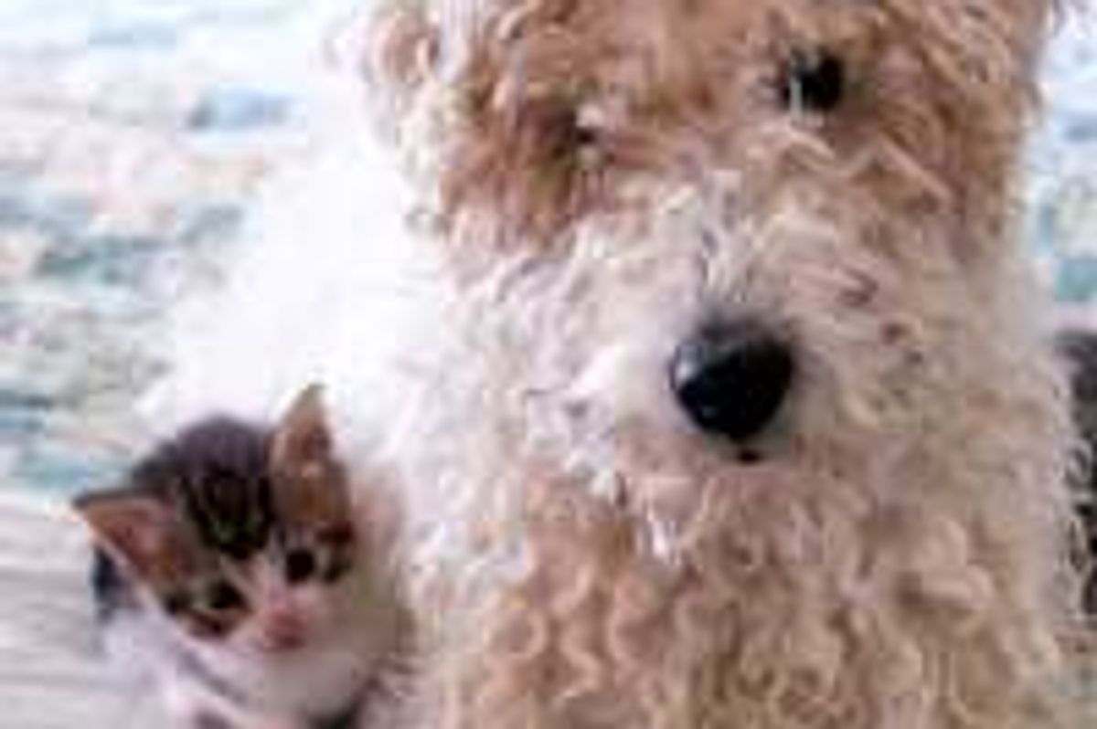 Kitty and His Granny Dog