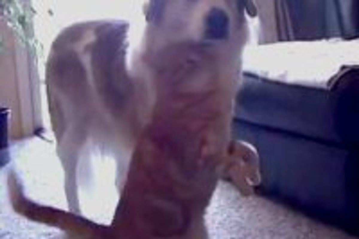 Ginger Kitty Gives Doggie Snuggles