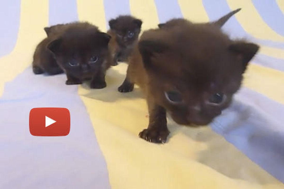 Fuzzy Furry Family of Seven
