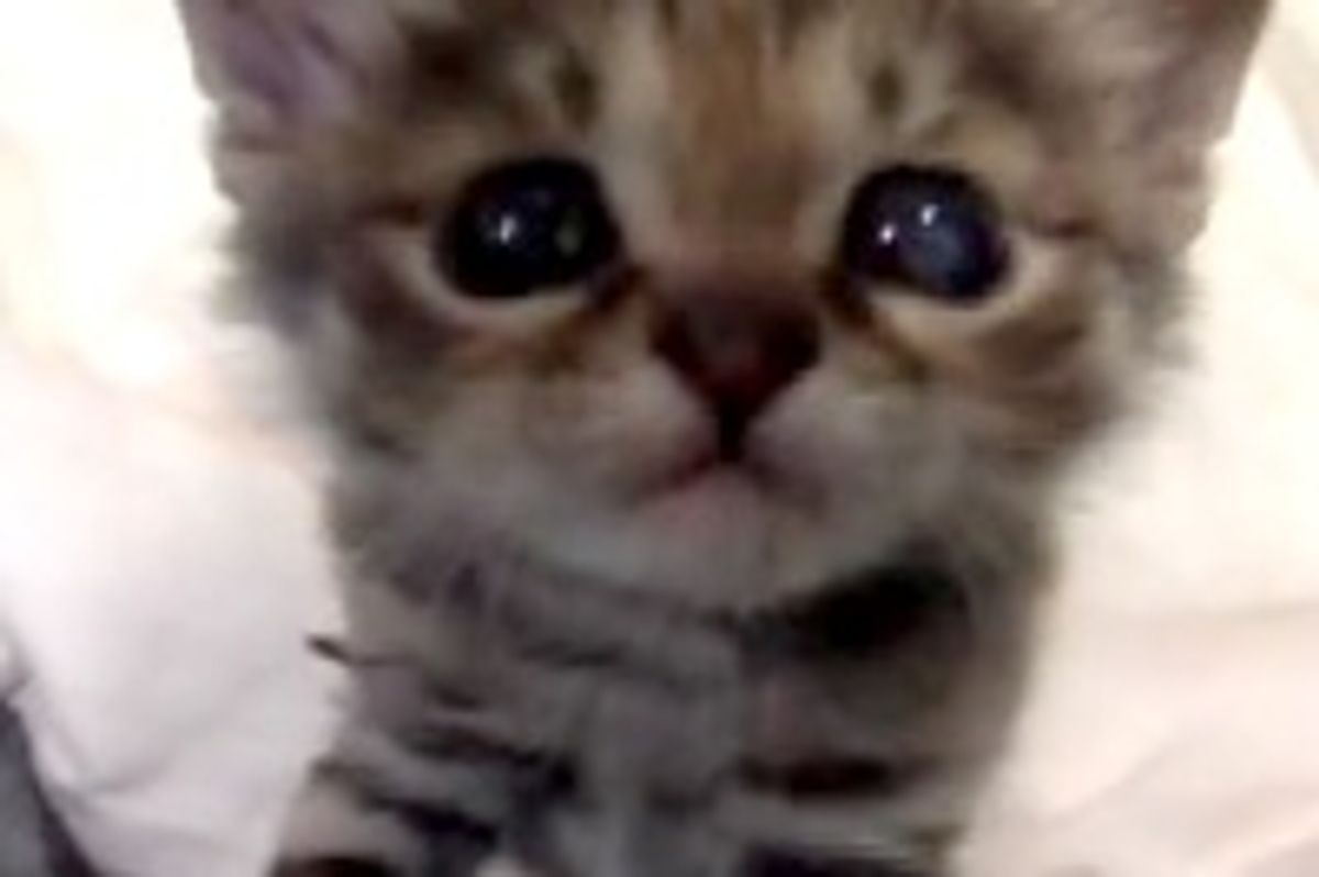 So Cute It Hurts: Black-Footed Kitten at Brookfield Zoo