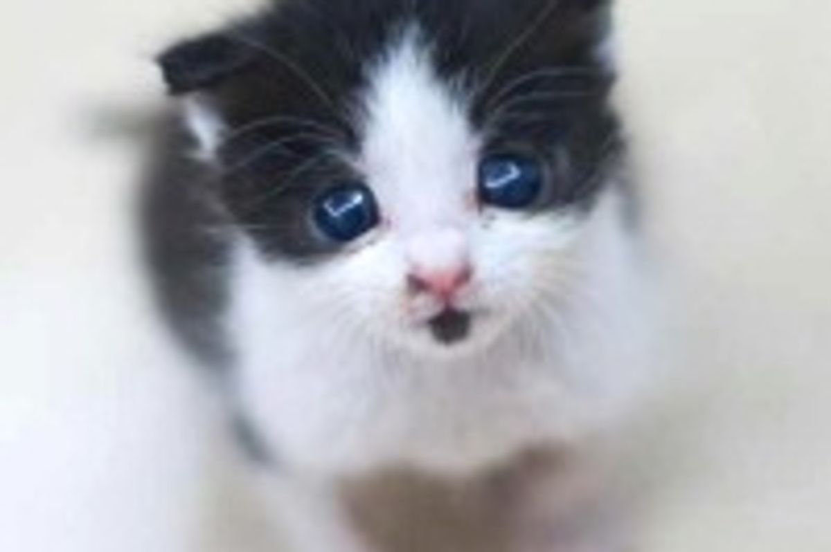 Goatee Tuxedo Kitty: Then & Now