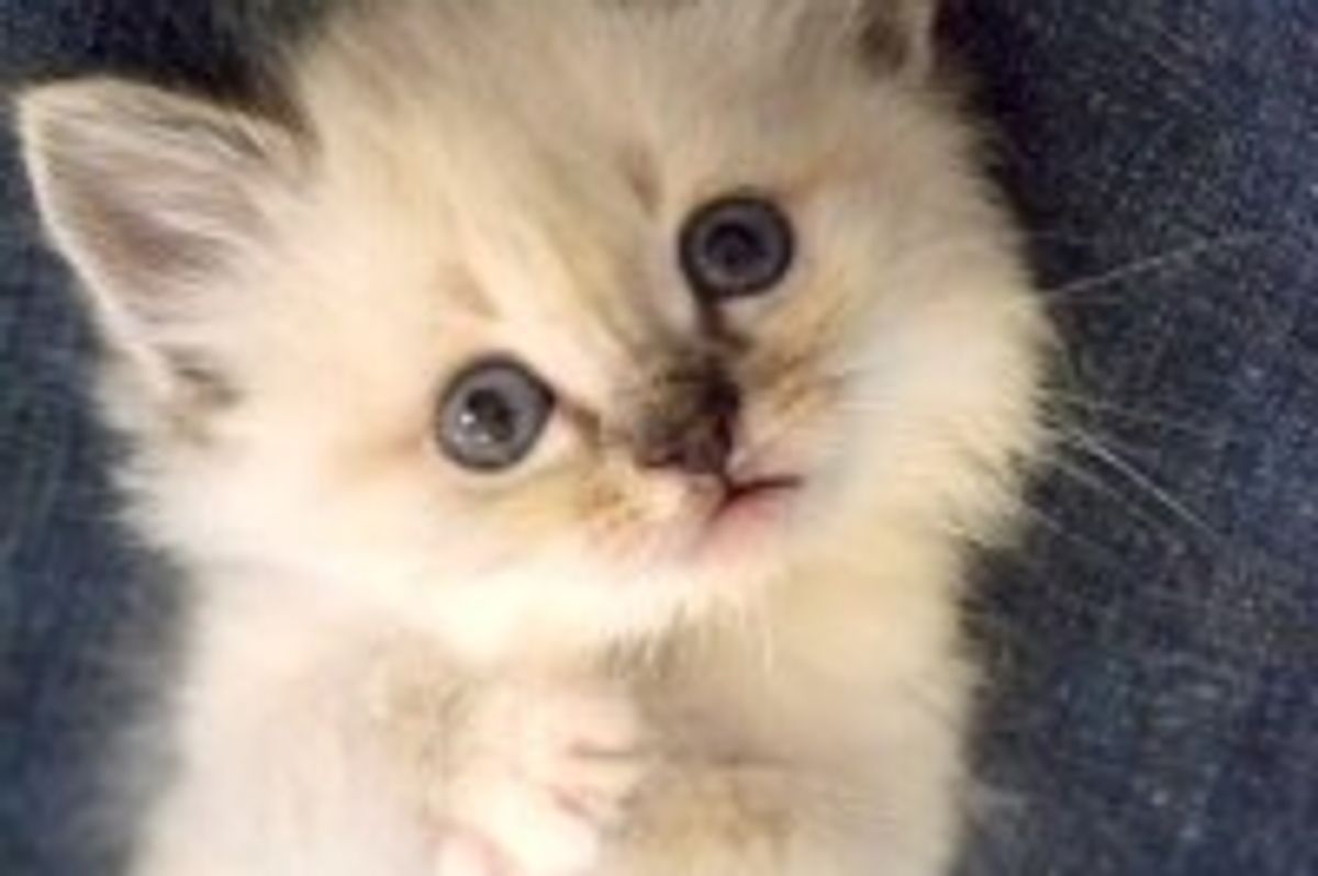 Nom Nom Paws