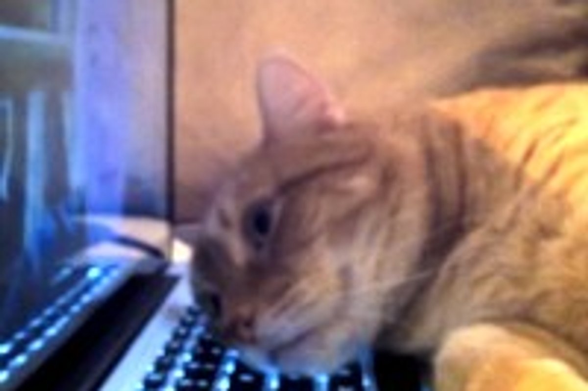 Kitty Skypes with Dad Deployed Overseas