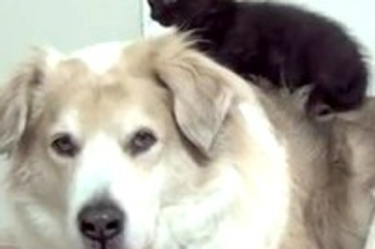 Foster Kitties and Their Canine Baby-sitter