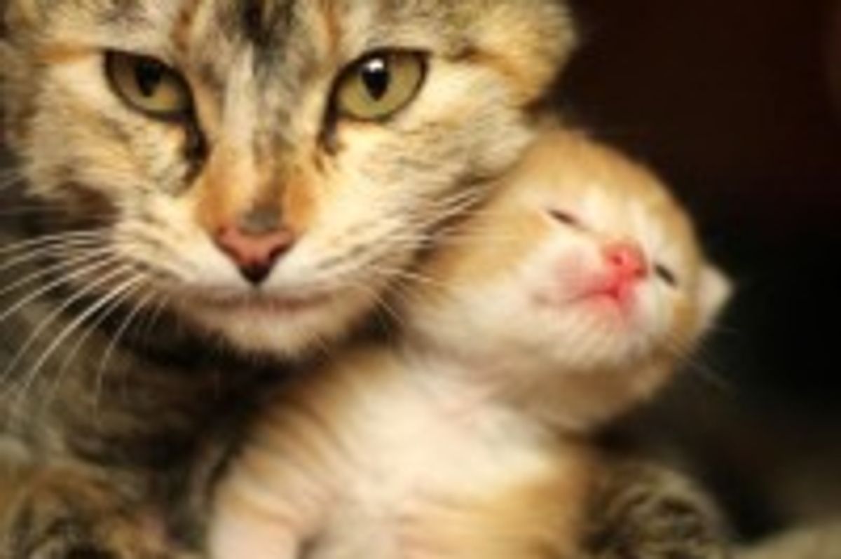 Mama Will Protect You!