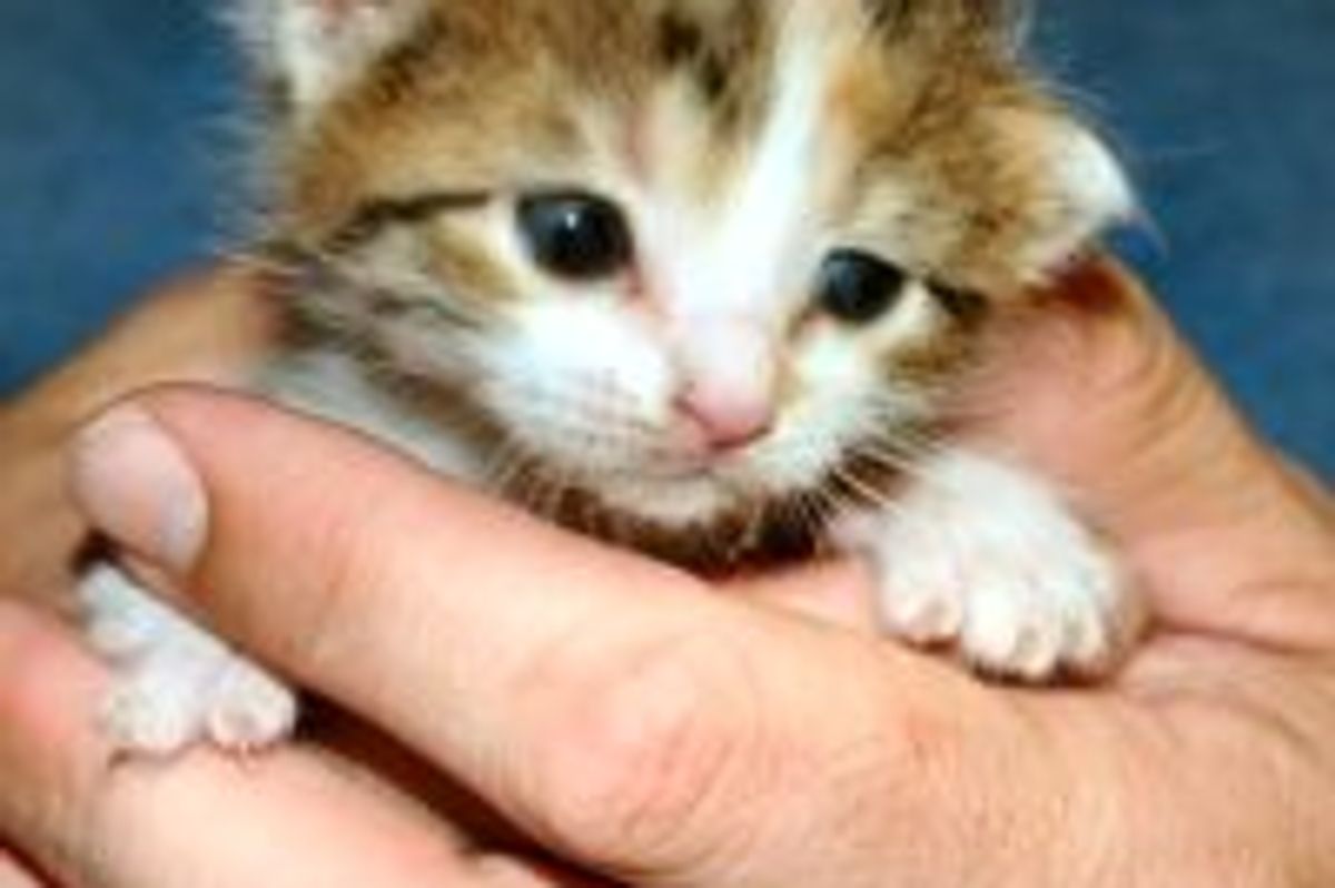 Fuzzy Little Clingy Snuggler