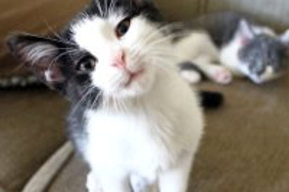 Kitty Likes the Sound the Camera Makes