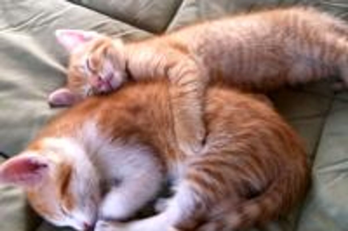 Kitties Taking Up the Whole Bed