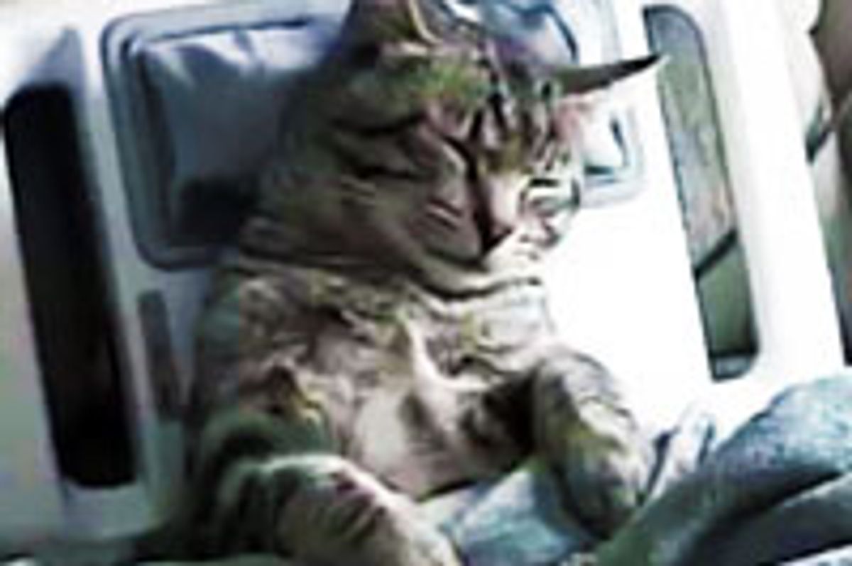Kitty Gives Himself a Neck Massage