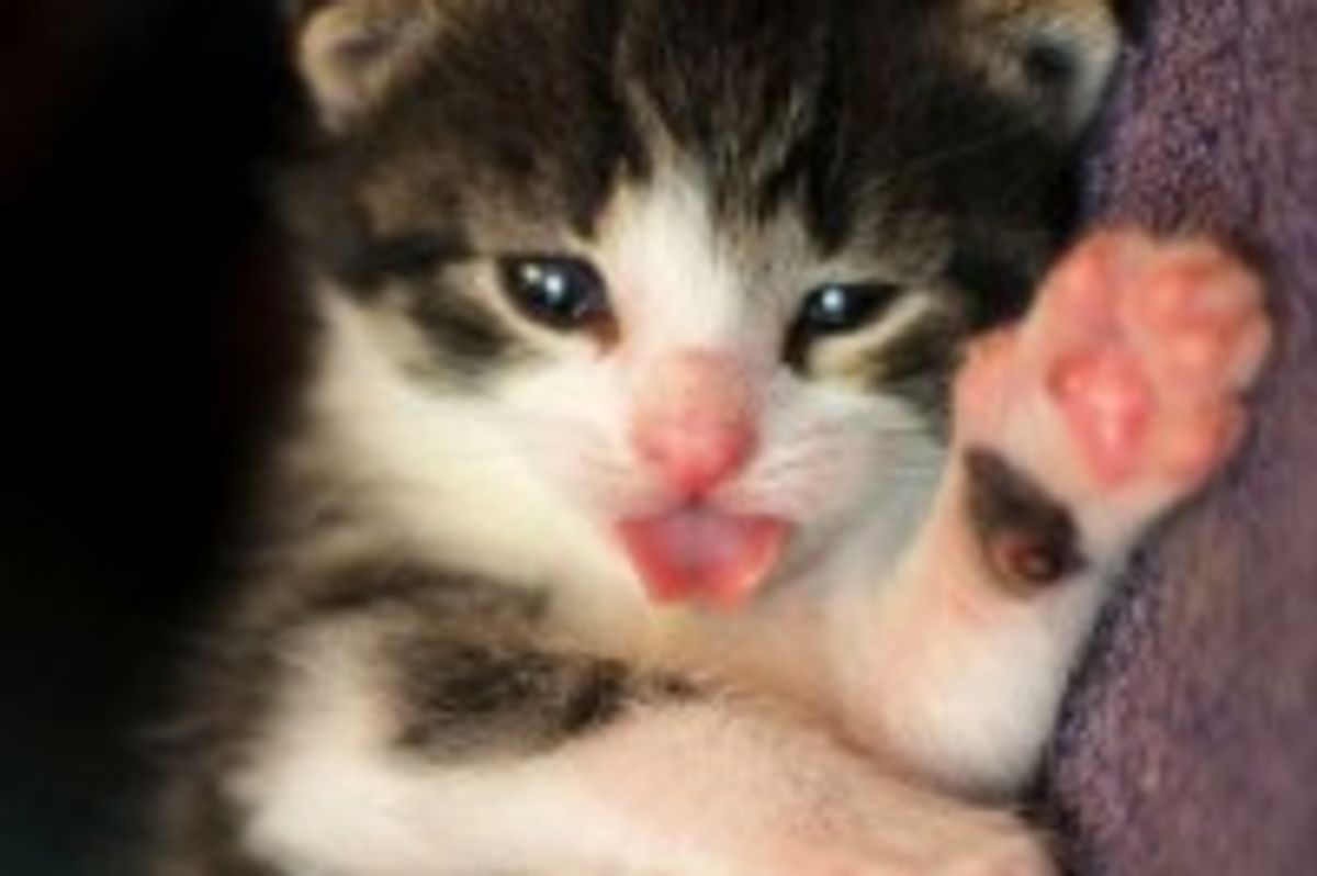 Kitty Peekaboos You!