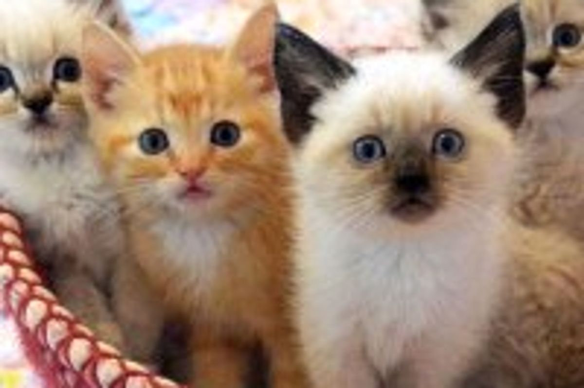 A Basket of Kitties Off to Lala Land