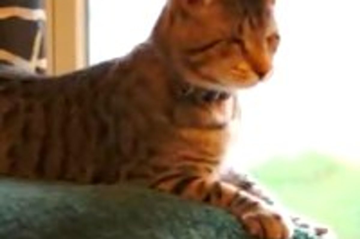 Oskar the Blind Cat Playing with His Best Furiend