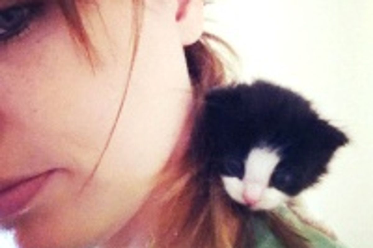 Teeny Bitty Shoulder Kitty