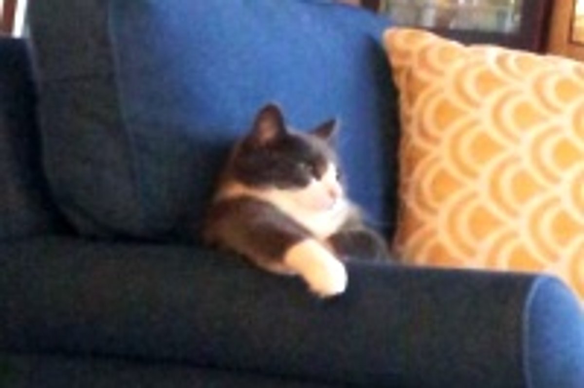 Kitty Watching TV Like a Boss