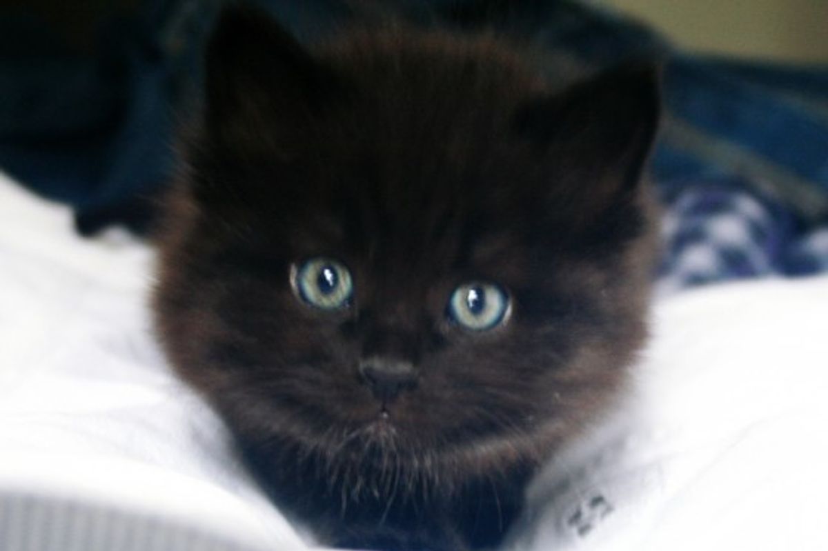 Mozart the Furball, Then and Now