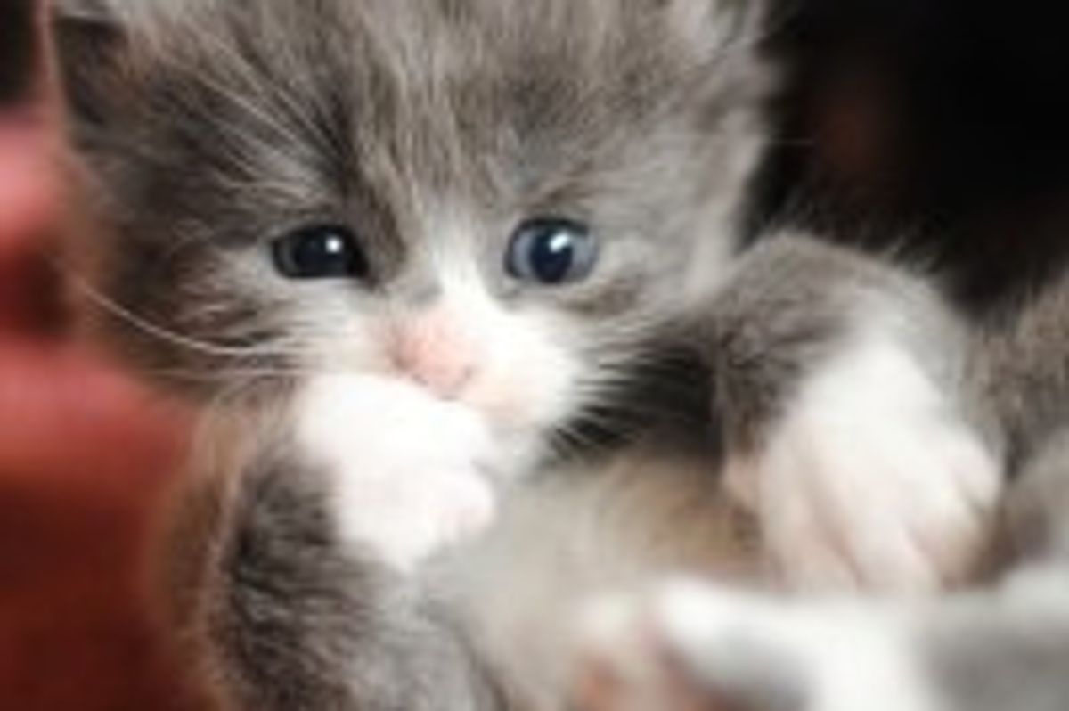 Tiny Grey Foster Gets Bigger and Fluffier