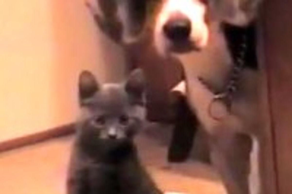 Kitty Takes Over Doggie's Food Bowl