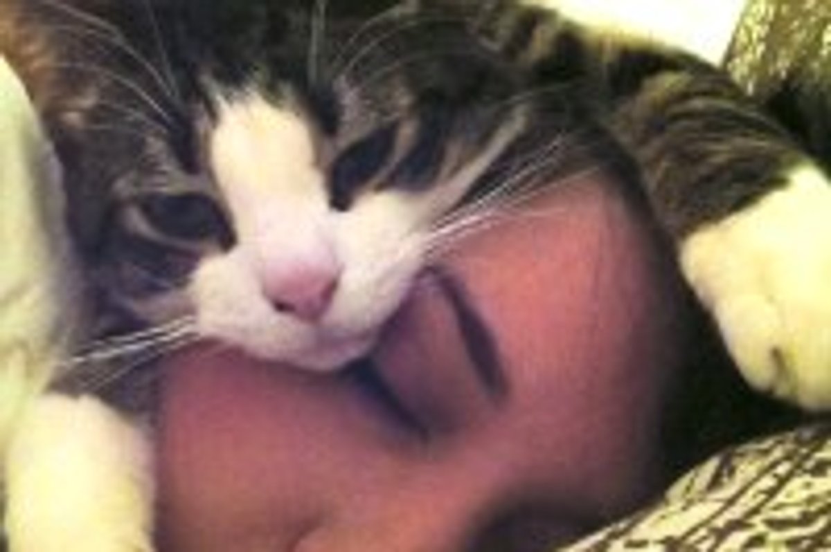 Sleepy Caturday: This is How Kitty Sleeps at Night