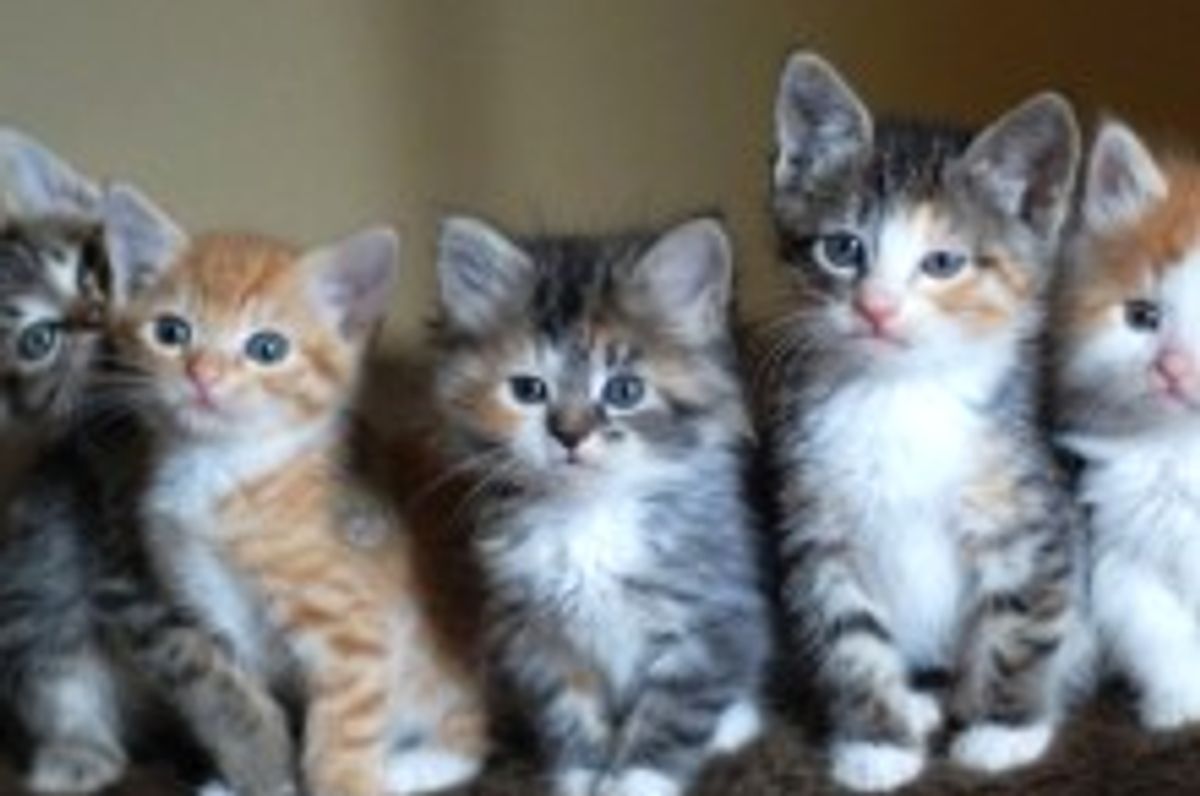 One of These Kitties is Different...