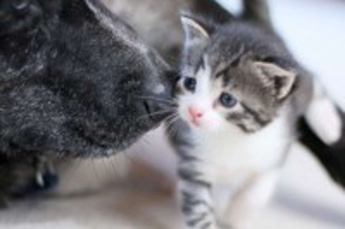 Kitty Demands a Kiss from Doggie